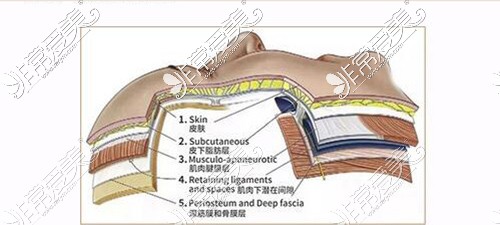 面部筋膜层展示图