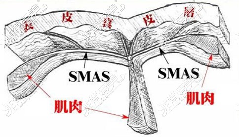 皮肤SMAS筋膜层和肌肉展示