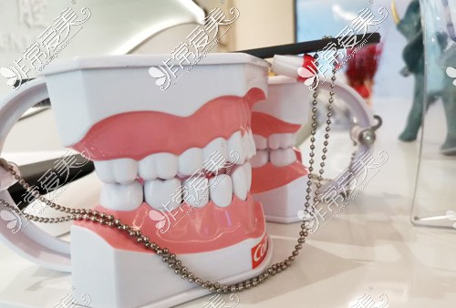 深圳添瑞口腔牙齿模型照片