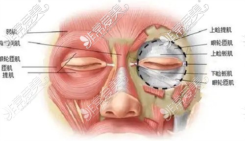 眼周肌肉分佈圖