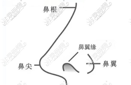 鼻子結(jié)構(gòu)示意圖