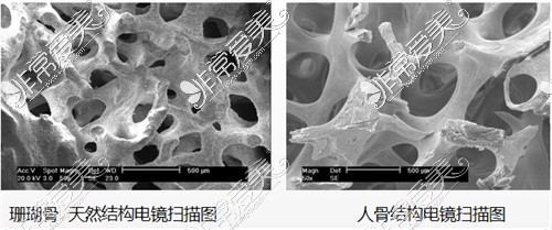 珊瑚骨細(xì)節(jié)圖