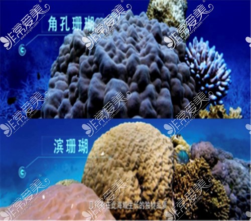 滨珊瑚、角孔珊瑚展示图
