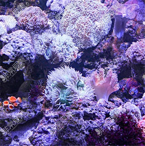 珊瑚展示图