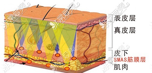 皮肤结构图
