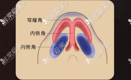 鼻子結(jié)構(gòu)圖示