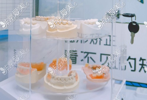 深圳维港口腔牙齿模型展示