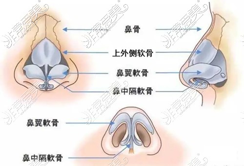 鼻部的平面