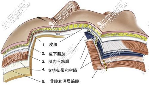 面部皮肤解剖层面图
