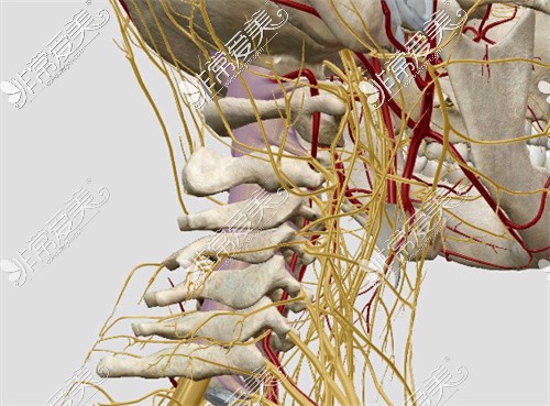 颈椎血管神经图