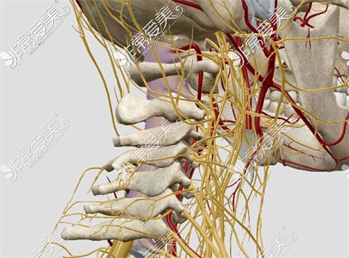 頸椎血管神經(jīng)圖