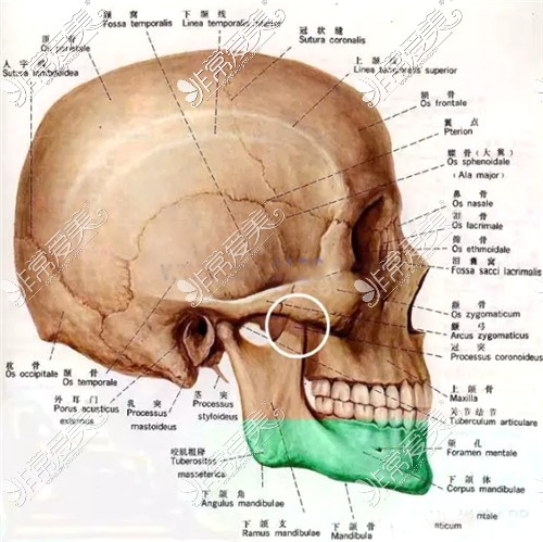 颅颌面展示图
