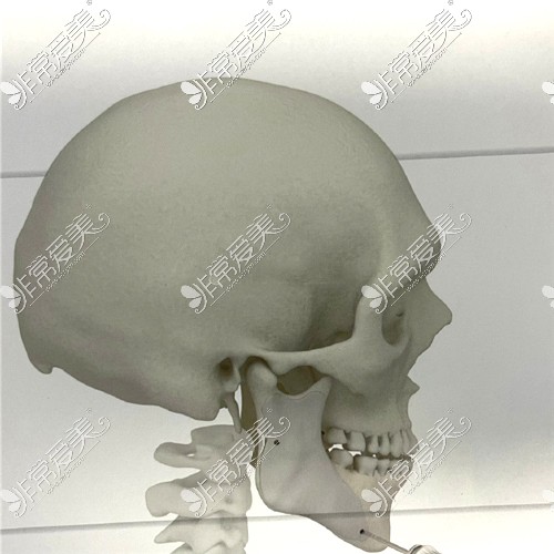 颅颌骨展示图