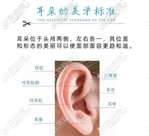 耳朵美学标准展示