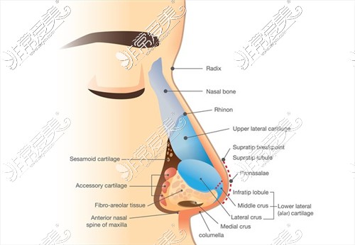 鼻部结构展示图