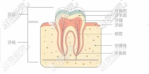 乌鲁木齐牙齿结构示意图