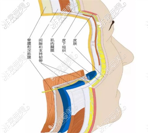 面部皮肤分层示意图