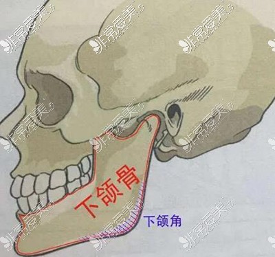 下颌骨和下颌角展示照片