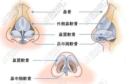 鼻子解刨图卡通图展示