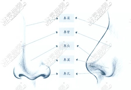 鼻子示意圖