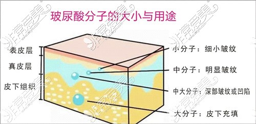 玻尿酸大小分子的作用