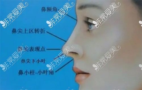 隆鼻支架位置图片