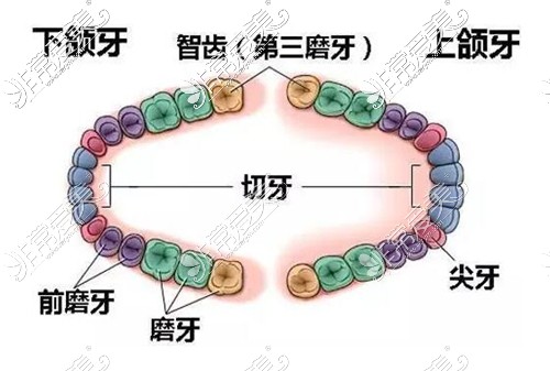 智齿示意图