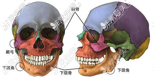 下颌角颧骨头骨模型示意图