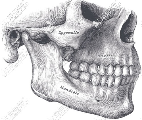 正颌手术区域的上下颌