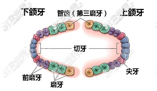 智齿示意图