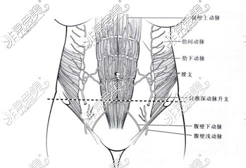 腹部肌肉示意圖