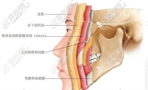 面部皮肤层次