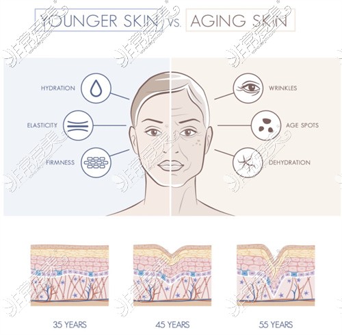 年轻皮肤和衰老皮肤