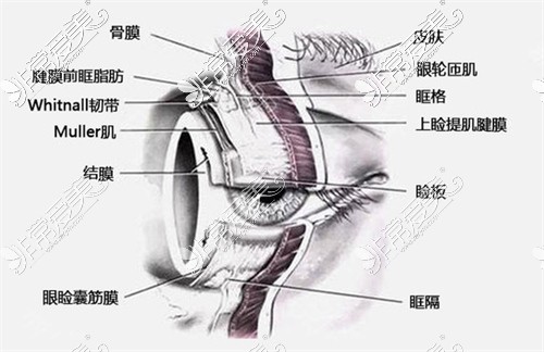 眼部组织结构