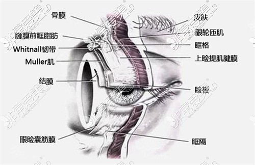 眼部組織結(jié)構(gòu)