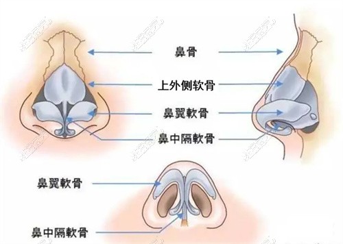 鼻部构造示意图