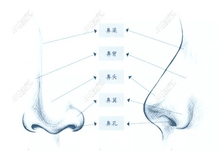 烏魯木齊隆鼻示意圖圖