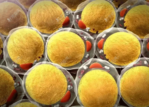 脂肪细胞组织