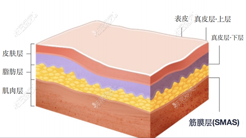 皮肤SAMS筋膜层图示