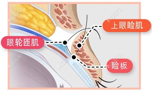 眼部结构示意图