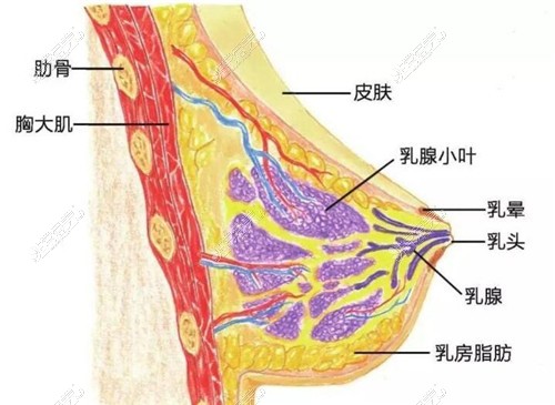 胸部结构示意图