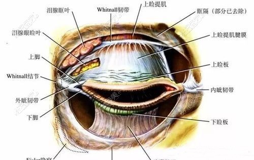 眼部結(jié)構(gòu)圖示