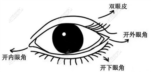 眼部结构图