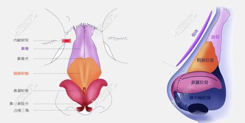 鼻子结构展示图照片