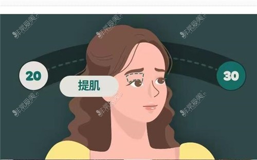 眼部提肌示意图