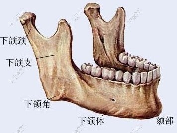 下颌角组成部分图