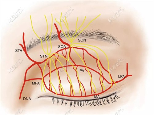 眼周血管神经图