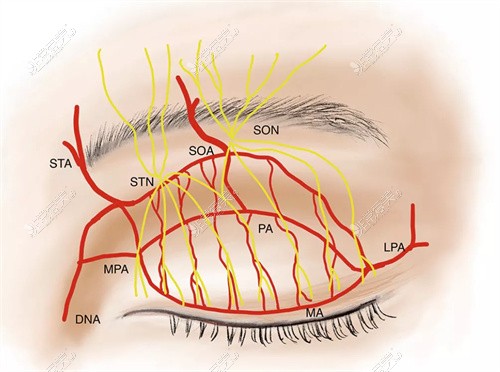 眼周血管神經(jīng)圖