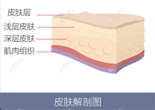 皮膚解剖圖