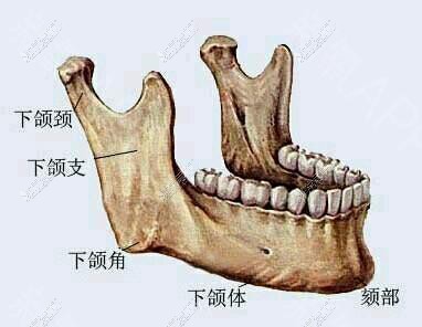 下頜角結(jié)構(gòu)示意圖